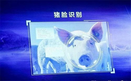 從馬云到劉強東 互聯(lián)網(wǎng)巨頭為何紛紛跨界“養(yǎng)豬”？